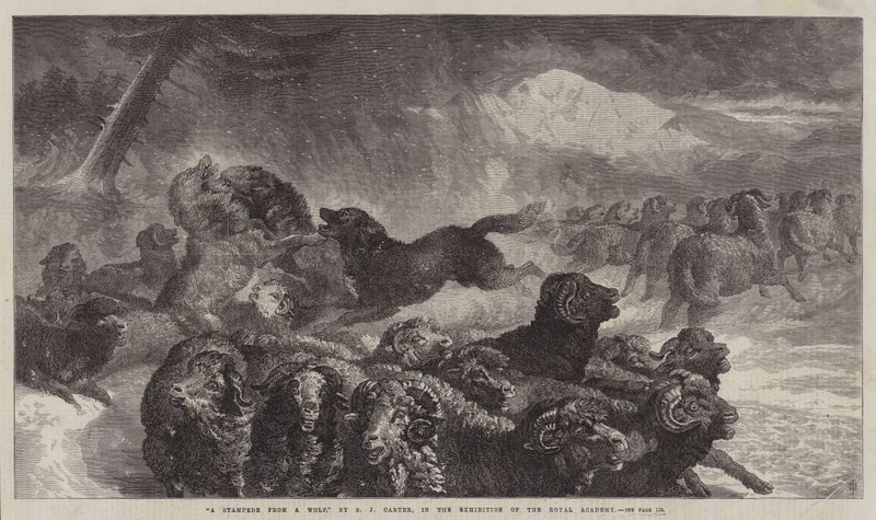 Bir Kurttan Bir Stampede by Samuel John Carter