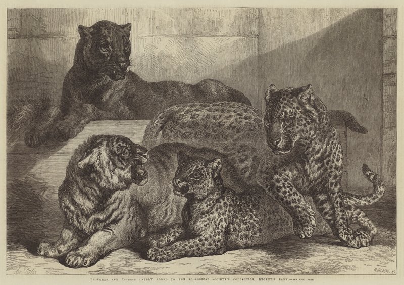 Leoparlar ve Kaplan son zamanlarda Zoological Society