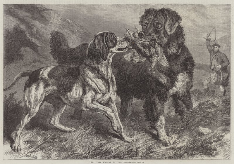 ಸೀಸನ್ ಟರ್ಕ್‌ನ ಮೊದಲ ಗ್ರೌಸ್ by Samuel John Carter