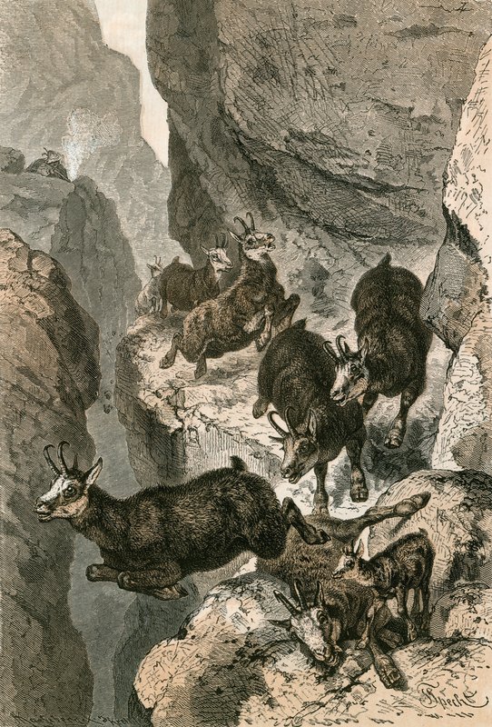 Dar bir çıkıntıda avlanan güderi by Swiss School