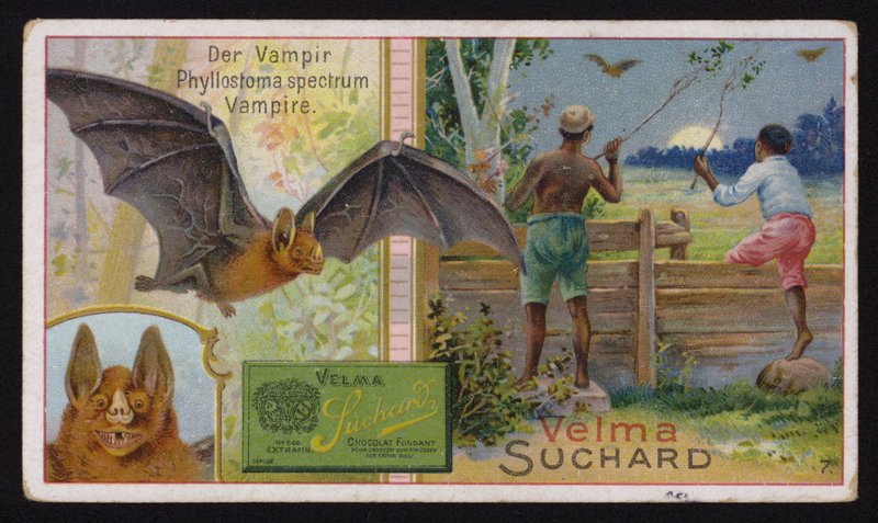 Vampir yarasa (chromolitho) by Swiss School
