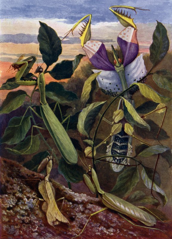 dua eden böcekler by Theobald Carreras