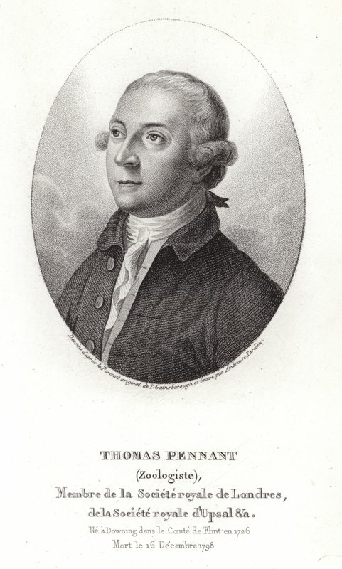 Thomas Flama by Thomas Gainsborough