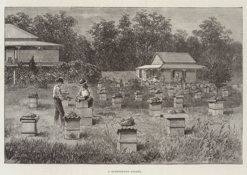 Queensland Arı Kovanı by Thomas Harrington Wilson