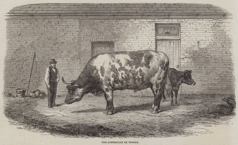 Avustralyalı Öküz Tooran by Thomas Harrington Wilson