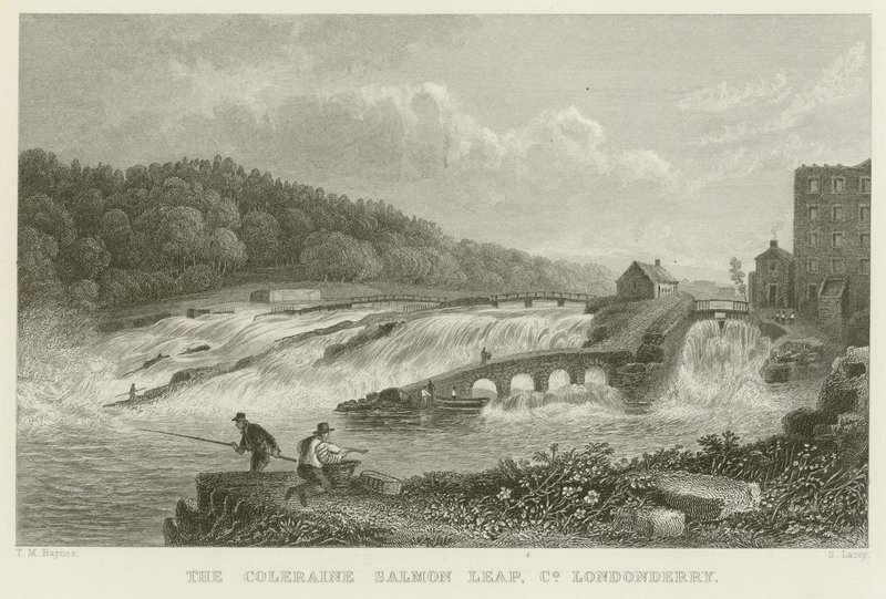 Coleraine somon sıçraması by Thomas Mann Baynes