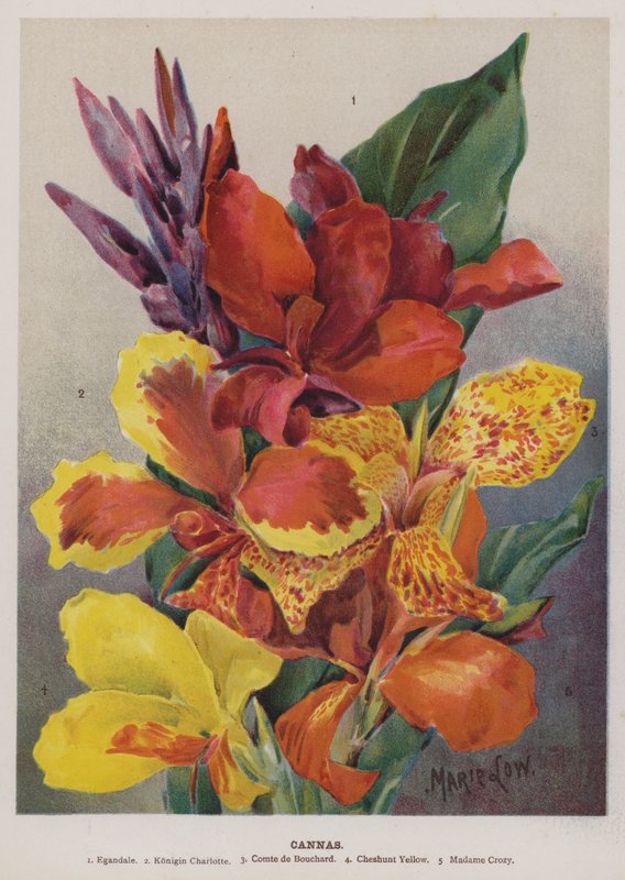 cannas by Unbekannt Unbekannt