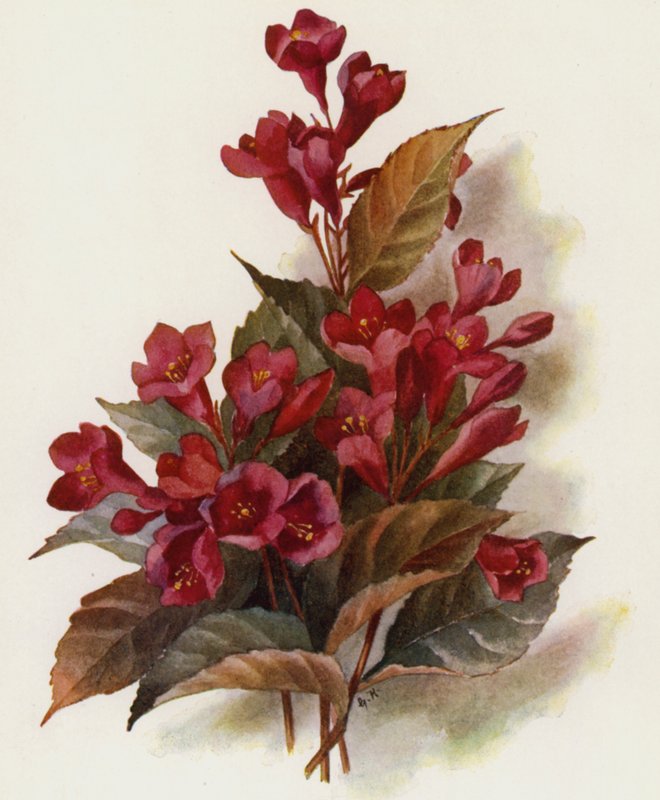 Weigela - Eva Rathke by Unbekannt Unbekannt