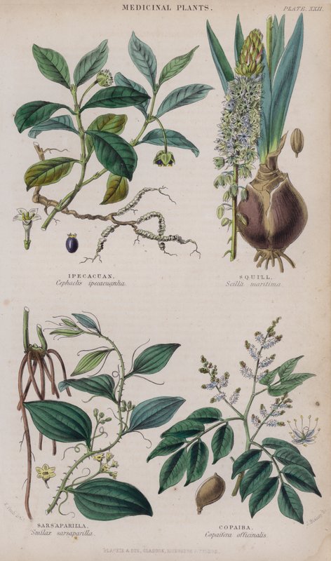 Ipecacuanha; Adasoğanı; Saparna; Copaiba (renkli gravür) by W. Fitch