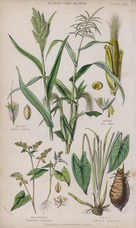 Darı; Mısır; karabuğday; Taro (renkli gravür) by W. Fitch