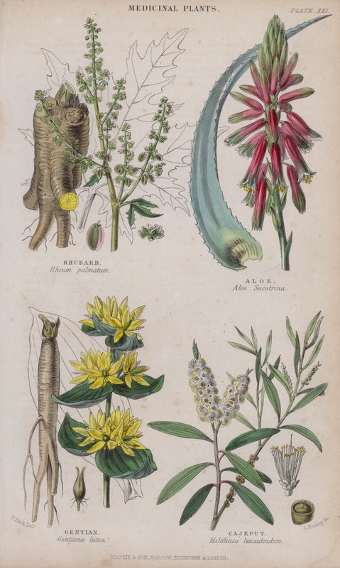 Ravent; Aloe; Centiyana; Cajeput (renkli gravür) by W. Fitch