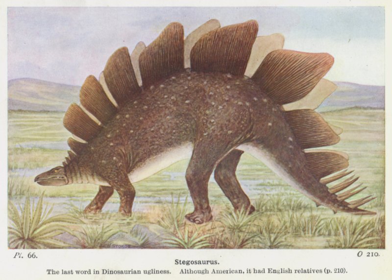 Stegosaurus (renkli taş) by W. J. Stokoe