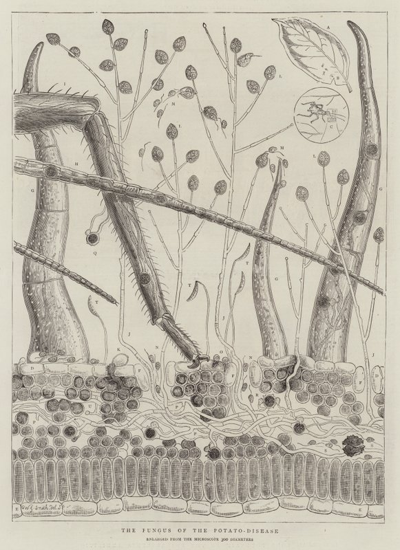 ಆಲೂಗಡ್ಡೆ-ರೋಗ ಟರ್ಕಿಯ ಶಿಲೀಂಧ್ರ by Walter Granville Smith