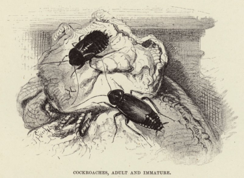 Hamamböceği, Yetişkin ve Olgunlaşmamış by Wilhelm Kuhnert