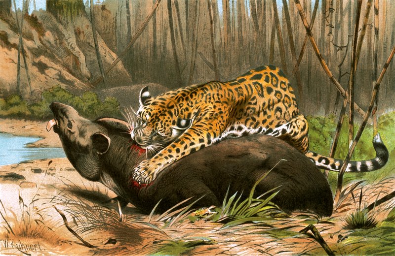 Jaguar tapir öldürüyor by Wilhelm Kuhnert