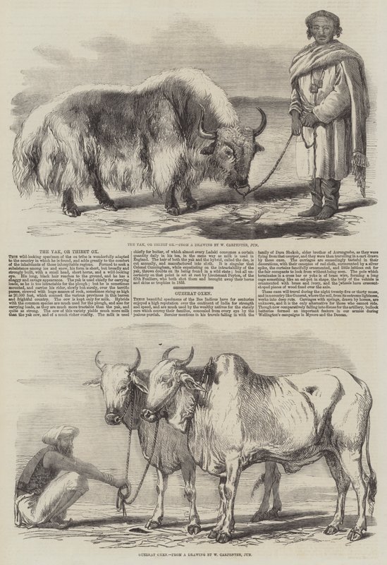 ಯಾಕ್, ಟಿಬೆಟ್ ಓಜ್ಟುರ್ಕ್ by William Carpenter