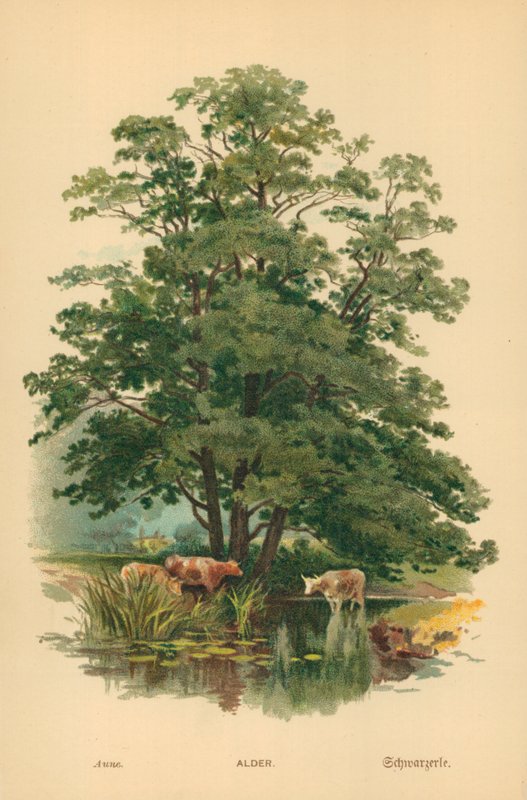 Kızılağaç by William Henry James Boot
