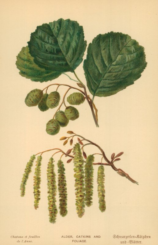 Kızılağaç, Kedicikler ve Yeşillik by William Henry James Boot