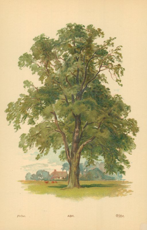 Kül by William Henry James Boot