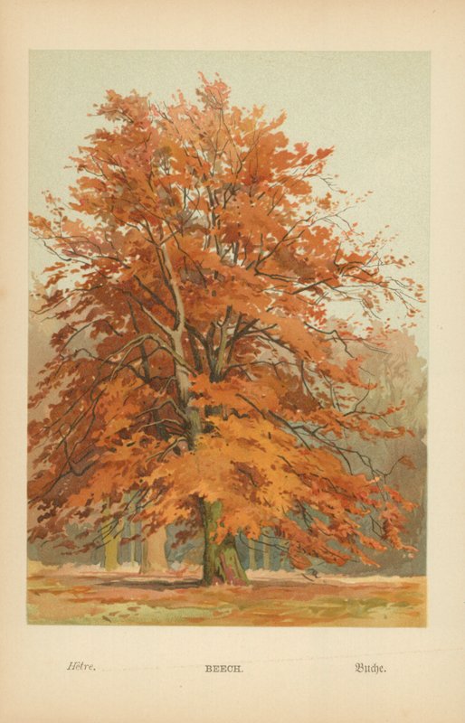 Kayın by William Henry James Boot