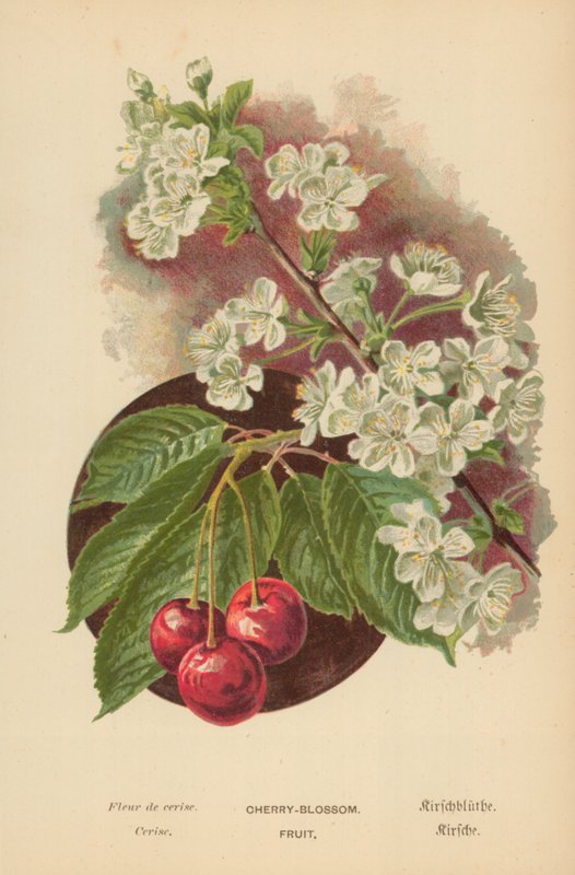 Kiraz çiçeği. Meyve by William Henry James Boot