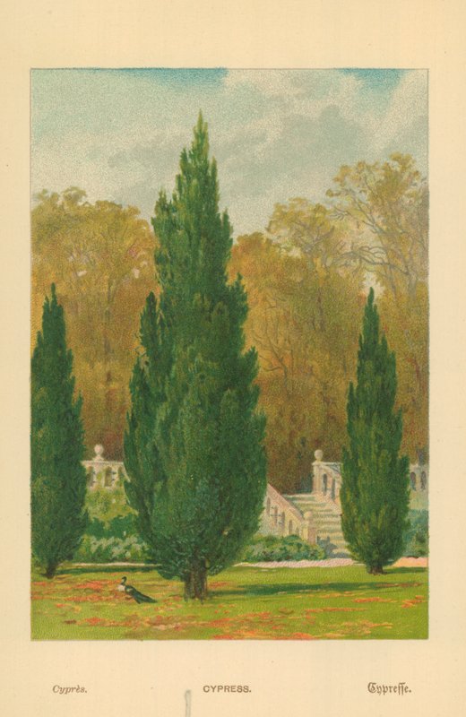 selvi by William Henry James Boot