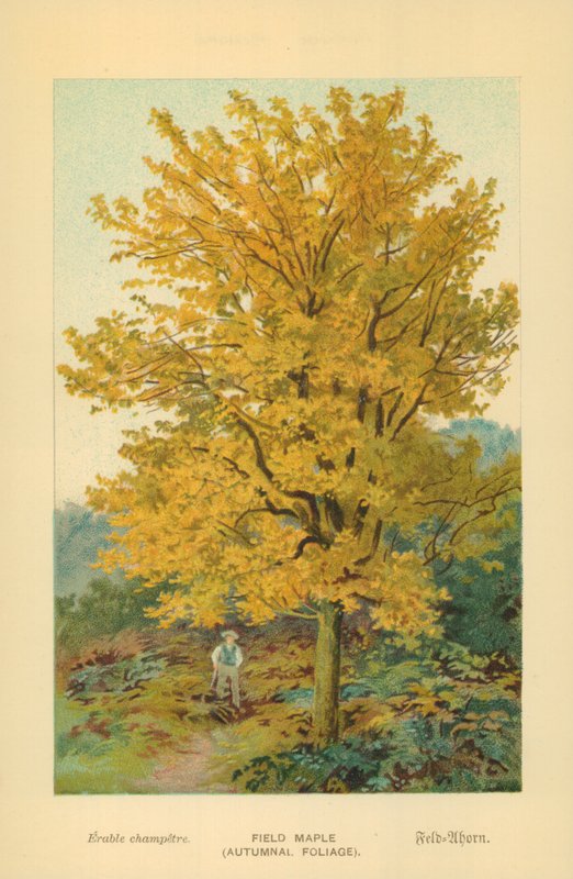 Tarla Akçaağaç (Sonbahar Yaprakları) by William Henry James Boot