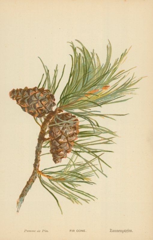 Fir Cone by William Henry James Boot