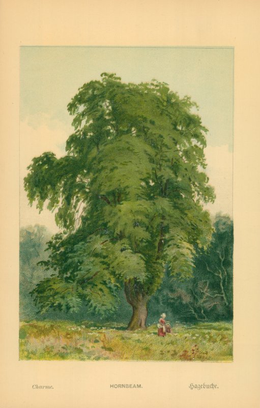 Gürgen by William Henry James Boot