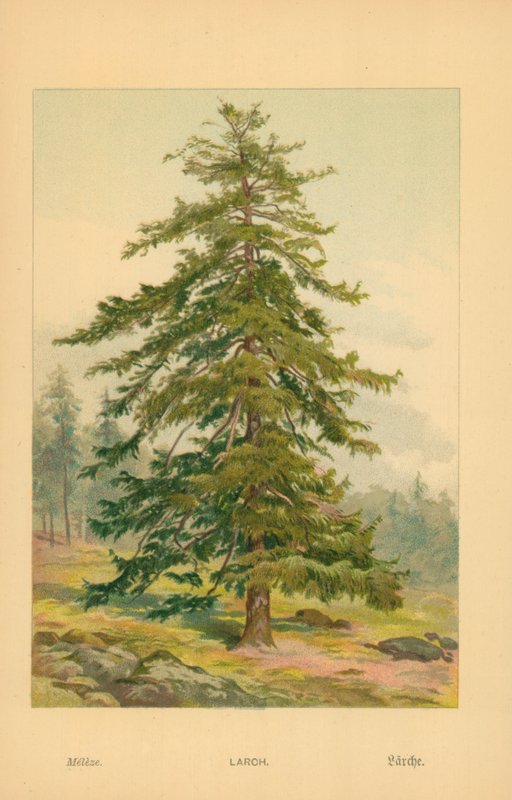 karaçam by William Henry James Boot