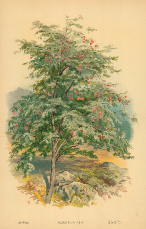 Dağ külü by William Henry James Boot