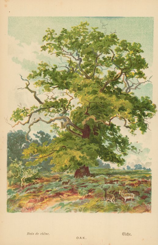 Meşe by William Henry James Boot