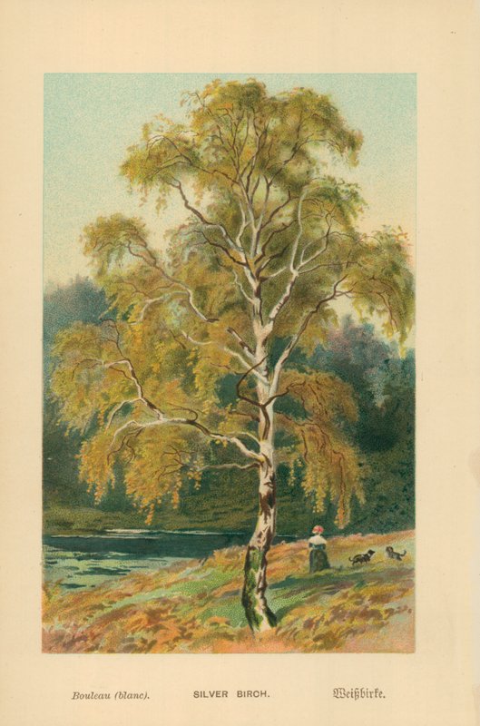 Gümüş Huş by William Henry James Boot