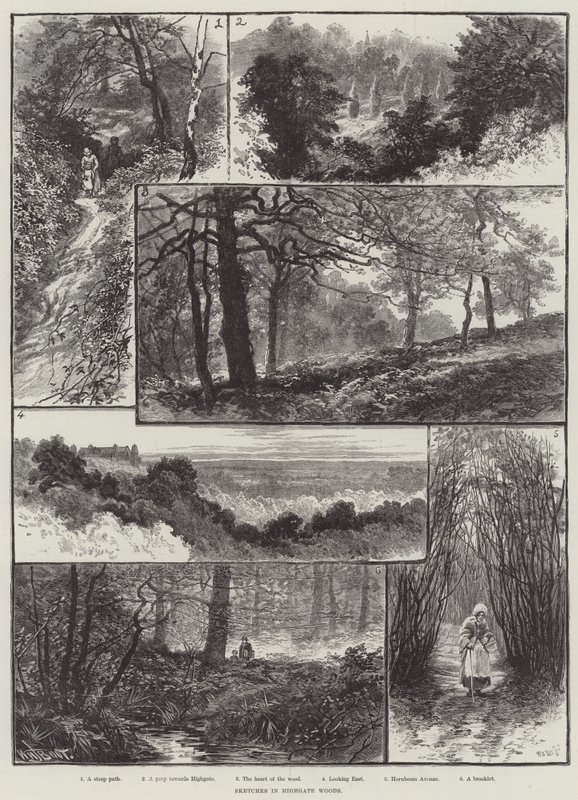 Highgate Woods