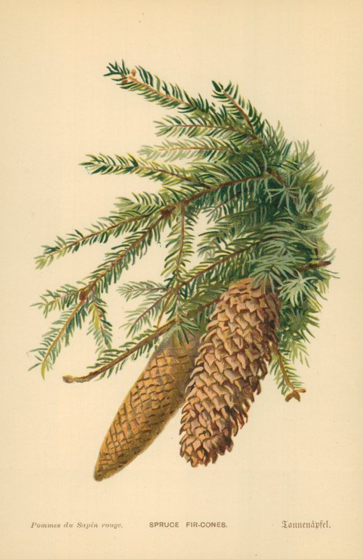 Ladin Köknar-Koniler by William Henry James Boot