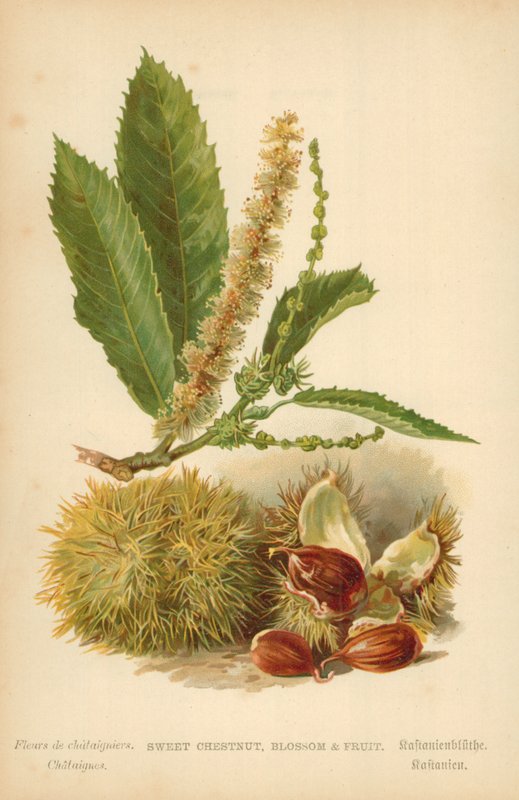 Tatlı Kestane, Çiçek ve Meyve by William Henry James Boot