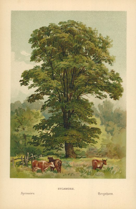 çınar by William Henry James Boot