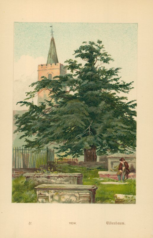 porsuk ağacı by William Henry James Boot