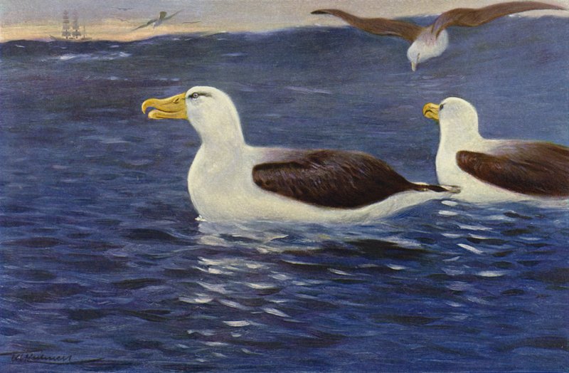 Albatros by after Wilhelm Kuhnert