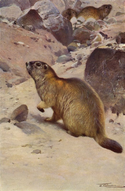 Alp dağ sıçanı by after Wilhelm Kuhnert