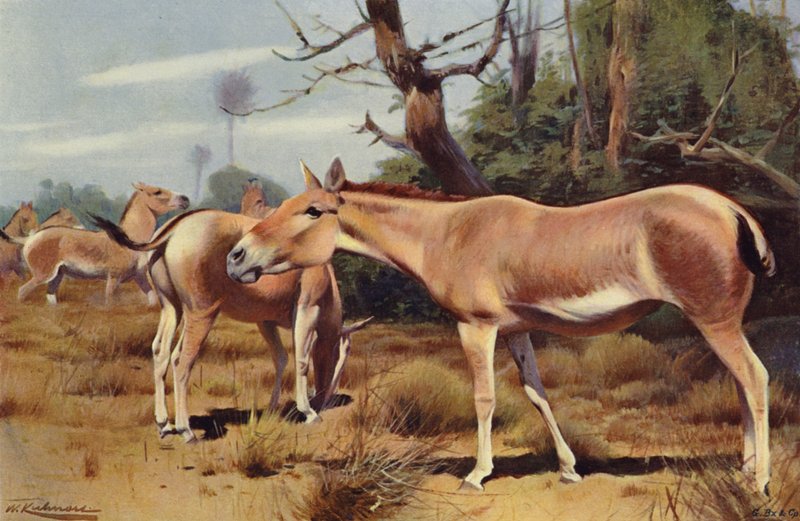 asya vahşi eşek by after Wilhelm Kuhnert