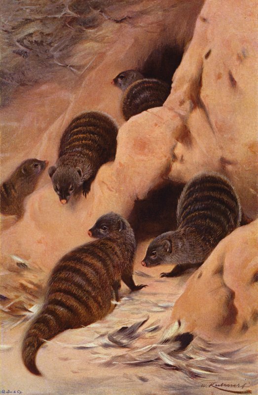 şeritli firavun faresi by after Wilhelm Kuhnert