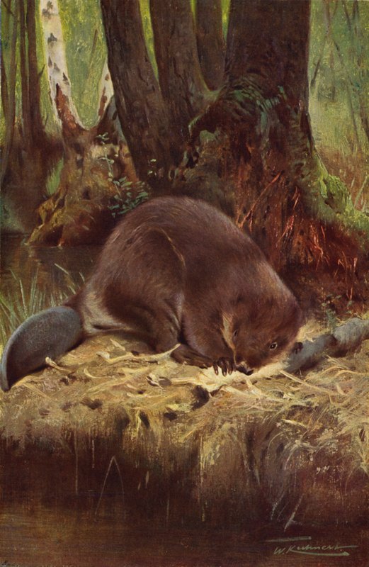 kunduz by after Wilhelm Kuhnert