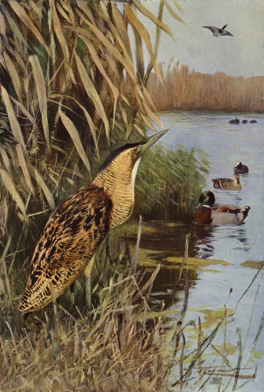 acı by after Wilhelm Kuhnert