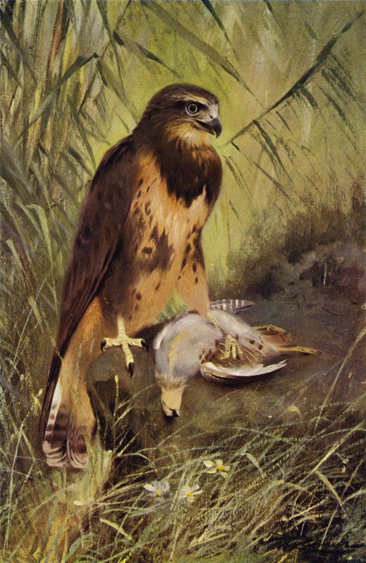 şahin by after Wilhelm Kuhnert