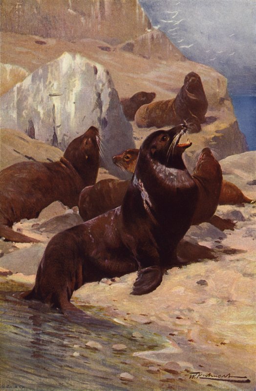 Kaliforniya Deniz Aslanı by after Wilhelm Kuhnert