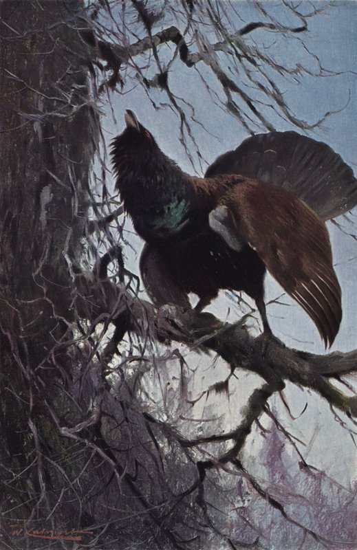 kapari by after Wilhelm Kuhnert