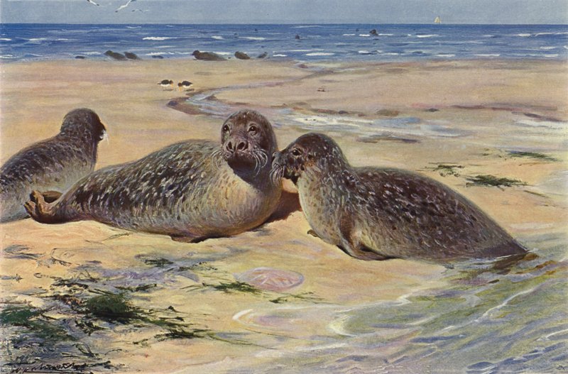 Ortak mühür by after Wilhelm Kuhnert