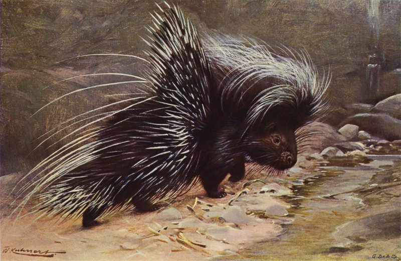 tepeli kirpi by after Wilhelm Kuhnert