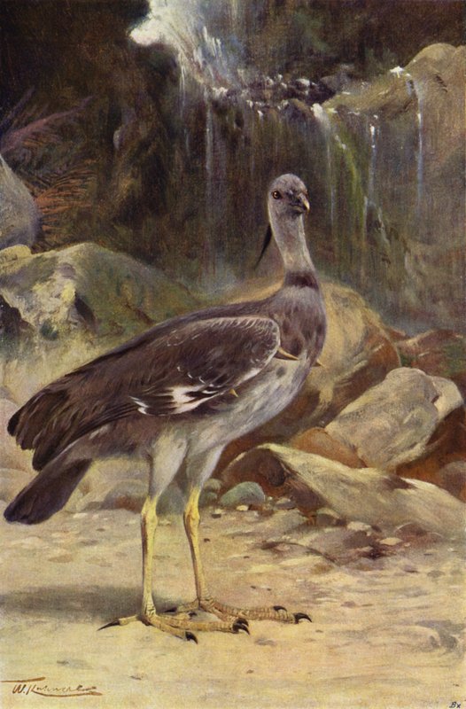 tepeli çığlık by after Wilhelm Kuhnert